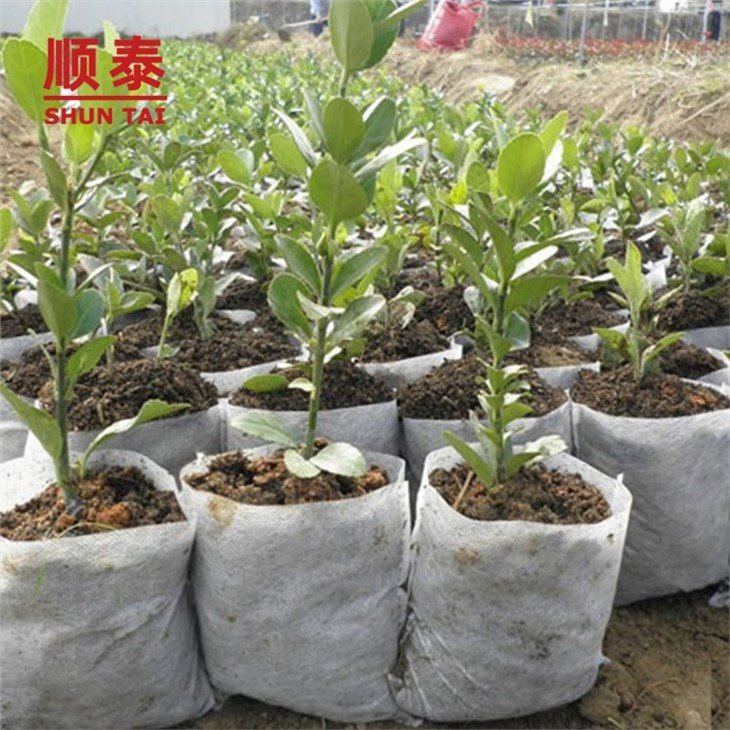 Nonwoven seedling bag